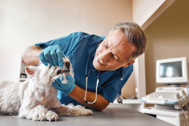 Best Emergency Dental Surgery in Pine Island Center, FL
